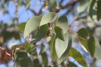 09-19-2008 : 18, Arrêt nø92, Petrified forest