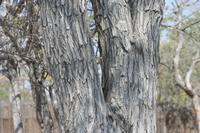 09-19-2008 : 18, Arrêt nø94, Etosha National Park