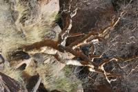 09-16-2008 : 15, Arrêt nø71, Colline granitique