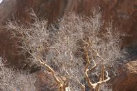 09-16-2008 : 15, Arrêt nø71, Colline granitique