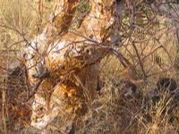 09-18-2008 : 17, Arrêt nø85, Etusis lodge