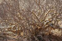 09-18-2008 : 17, Arrêt nø91, Brandberg, la vallée