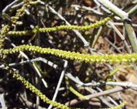10-05-2003 : 10, Arrêt nø35, Meiringspoort red sandstones, mittel great Karoo
