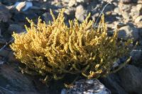 09-11-2008 : 10, Arrêt nø49, Colline avec château d'eau à Rosh Pinah