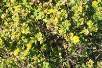 09-04-2008 : 03, Arrêt nø10, 2km avant Clanwilliam R364