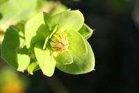 09-04-2008 : 03, Arrêt nø10, 2km avant Clanwilliam R364