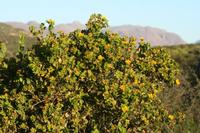 09-04-2008 : 03, Arrêt nø10, 2km avant Clanwilliam R364