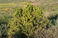 09-04-2008 : 03, Arrêt nø10, 2km avant Clanwilliam R364