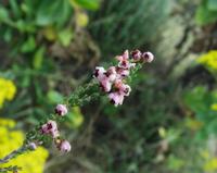 10-04-2003 : 09, Arrêt nø31, Swartberg pass, 1155m, mountain fynbos