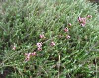 10-04-2003 : 09, Arrêt nø31, Swartberg pass, 1155m, mountain fynbos