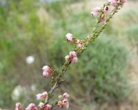 10-04-2003 : 09, Arrêt nø31, Swartberg pass, 1155m, mountain fynbos