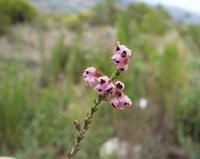 10-04-2003 : 09, Arrêt nø31, Swartberg pass, 1155m, mountain fynbos