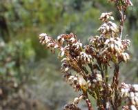 10-04-2003 : 09, Arrêt nø32, au niveau du Col