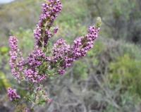 10-04-2003 : 09, Arrêt nø31, Swartberg pass, 1155m, mountain fynbos