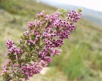 10-04-2003 : 09, Arrêt nø31, Swartberg pass, 1155m, mountain fynbos