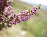 10-04-2003 : 09, Arrêt nø31, Swartberg pass, 1155m, mountain fynbos