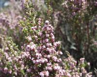 10-04-2003 : 09, Arrêt nø32, au niveau du Col