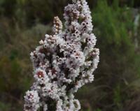10-04-2003 : 09, Arrêt nø31, Swartberg pass, 1155m, mountain fynbos