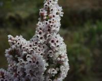 10-04-2003 : 09, Arrêt nø31, Swartberg pass, 1155m, mountain fynbos