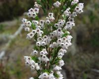 10-04-2003 : 09, Arrêt nø31, Swartberg pass, 1155m, mountain fynbos