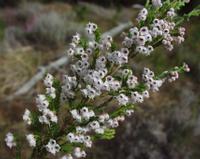 10-04-2003 : 09, Arrêt nø31, Swartberg pass, 1155m, mountain fynbos