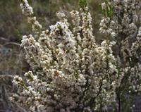 10-04-2003 : 09, Arrêt nø31, Swartberg pass, 1155m, mountain fynbos