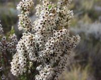 10-04-2003 : 09, Arrêt nø31, Swartberg pass, 1155m, mountain fynbos
