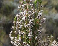 10-04-2003 : 09, Arrêt nø31, Swartberg pass, 1155m, mountain fynbos