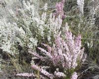 10-04-2003 : 09, Arrêt nø31, Swartberg pass, 1155m, mountain fynbos