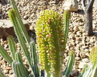 10-15-2003 : 20, Arrêt nø72, Windhoek 1700m avec Ian Oliver