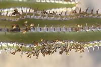 09-18-2008 : 17, Arrêt nø85, Etusis lodge