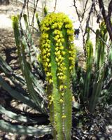 10-18-2003 : 23, Arrêt nø91, National Botanical garden de Windhoek