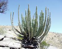 10-18-2003 : 23, Arrêt nø90, Daan Viljoen Game Reserve