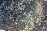 09-11-2008 : 10, Arrêt nø47, entre Orange River et Rosh Pinah