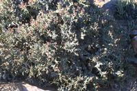 09-11-2008 : 10, Arrêt nø47, entre Orange River et Rosh Pinah