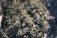 09-11-2008 : 10, Arrêt nø47, entre Orange River et Rosh Pinah