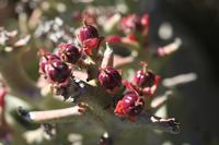 09-11-2008 : 10, Arrêt nø47, entre Orange River et Rosh Pinah