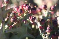 09-11-2008 : 10, Arrêt nø49, Colline avec château d'eau à Rosh Pinah
