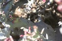 09-11-2008 : 10, Arrêt nø49, Colline avec château d'eau à Rosh Pinah