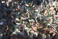 09-11-2008 : 10, Arrêt nø49, Colline avec château d'eau à Rosh Pinah