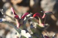 09-11-2008 : 10, Arrêt nø49, Colline avec château d'eau à Rosh Pinah