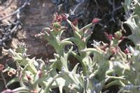 09-13-2008 : 12, Arrêt nø55, 2ème excursion sur la colline à RP