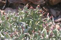 09-13-2008 : 12, Arrêt nø55, 2ème excursion sur la colline à RP