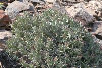 09-13-2008 : 12, Arrêt nø55, 2ème excursion sur la colline à RP