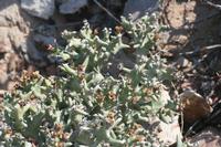 09-13-2008 : 12, Arrêt nø55, 2ème excursion sur la colline à RP