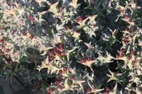 09-13-2008 : 12, Arrêt nø55, 2ème excursion sur la colline à RP