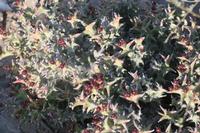 09-13-2008 : 12, Arrêt nø55, 2ème excursion sur la colline à RP