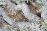 09-13-2008 : 12, Arrêt nø56, 3ème excursion sur la colline voisine