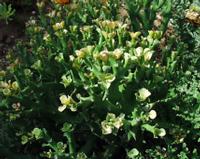 09-30-2003 : 05, Arrêt nø17, Karoo desert Garden, Malmesbury shale outcrop