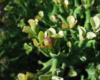 09-30-2003 : 05, Arrêt nø17, Karoo desert Garden, Malmesbury shale outcrop